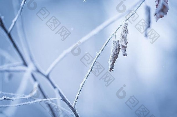 美丽的冻树分支死叶子冰晶体关闭枯萎的树嫩枝冬天