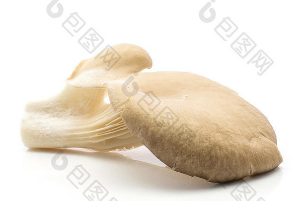 牡蛎蘑菇普通蘑菇鸵鸟孤立的白色背景生新鲜的