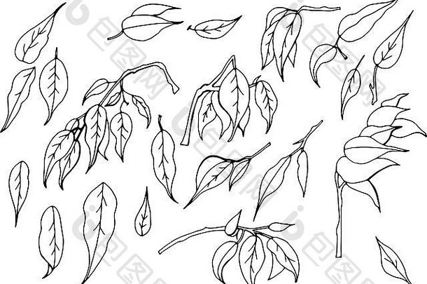 集黑色的白色手绘叶子热带榕属植物便雅悯白色背景
