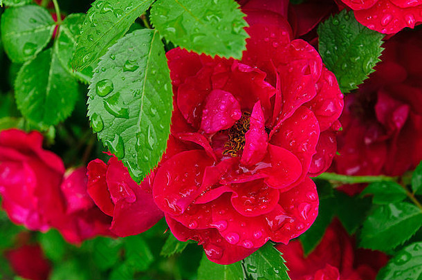 多汁的红色的玫瑰绿色叶子雨