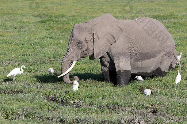非洲大象提要沼泽草地包围苍鹭鸟
