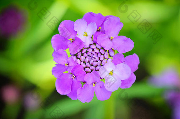 小紫色的花Iberis伞状花序的夏天花园