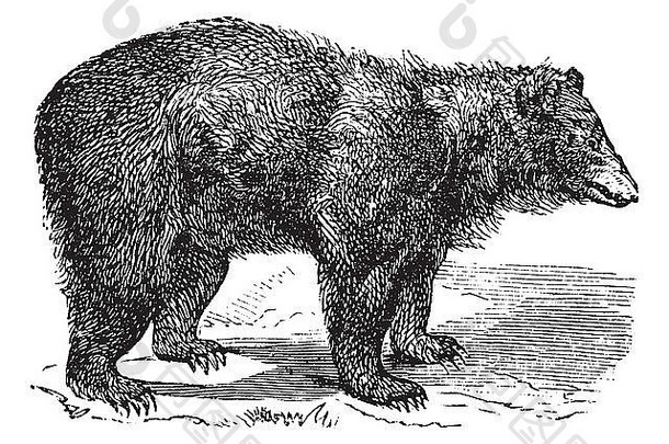 美国黑色的熊熊属也古董刻插图trousset百科全书