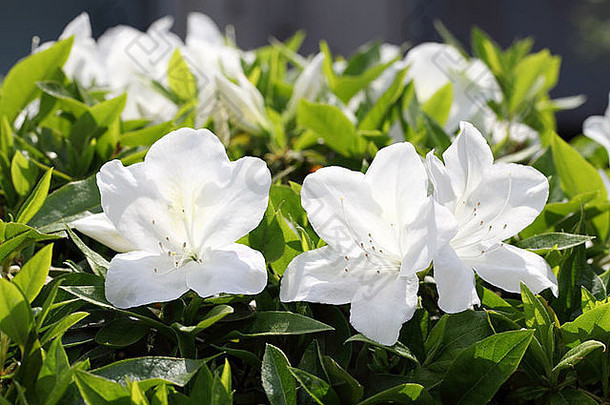 盛开的白色杜鹃花花