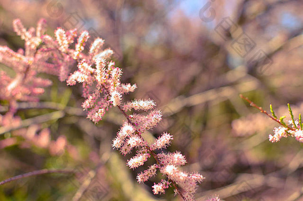 分支粉红色的甘蒙柽柳盛开的绿松石背景