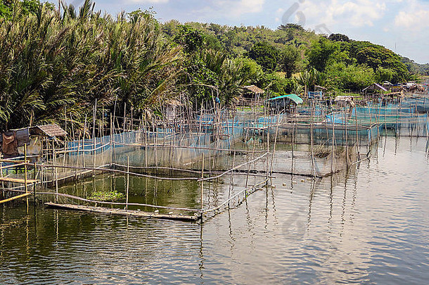 巨大的河虾macrobrachiumrosenbergii提高了网笔淡水河吕宋岛岛菲律宾