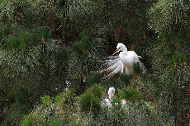 成人伟大的白鹭常见的白鹭栖息杰克松树梳理羽毛小鸡巢前面