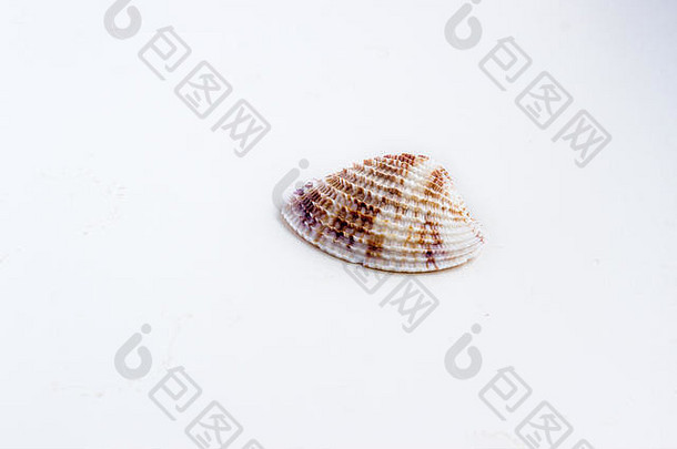 美丽的海壳牌拍摄关闭白色背景私人集合海海洋贝壳
