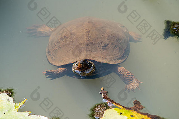 中国人池塘乌龟Mauremys里夫<strong>西游</strong>泳小池塘日本公园被认为是濒临灭绝的野生一般培育