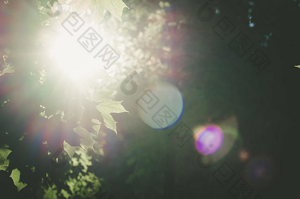 太阳闪亮的树树叶镜头耀斑模糊背景