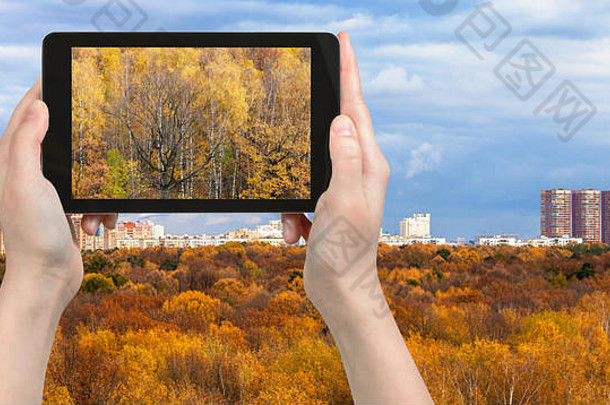旅行概念<strong>旅游照片</strong>黄色的森林季米里亚泽夫斯基公园莫斯科城市俄罗斯秋天平板电脑