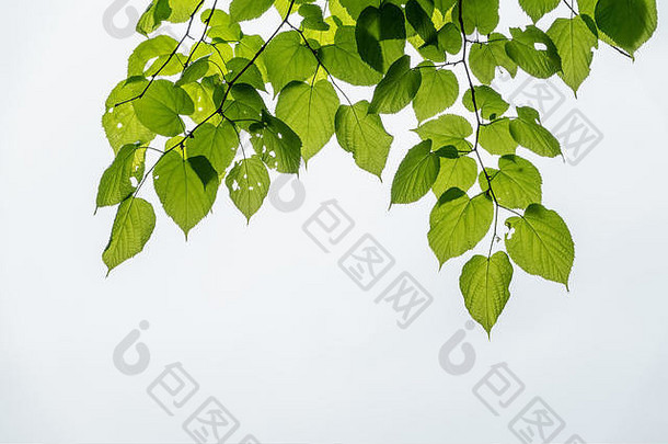 绿色叶子林登蒂利亚dasystyla白色背景蒂利亚dasystyla落叶石灰树物种