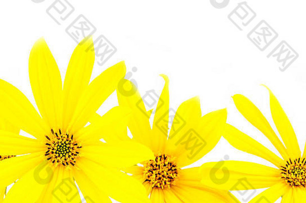 黄色的花薄花瓣光白色背景