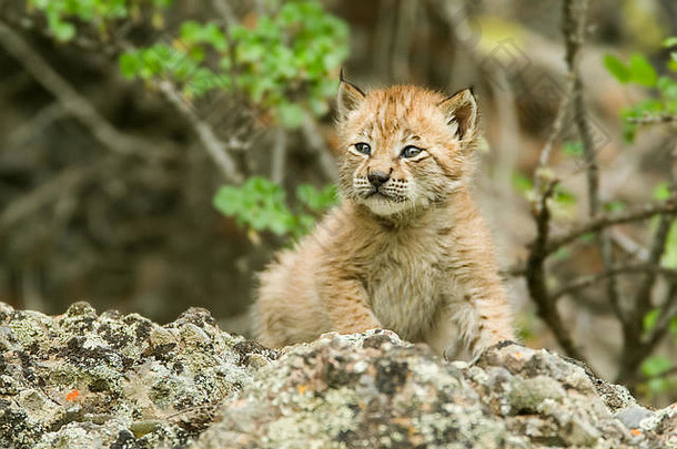 西伯利亚猞猁小猫攀爬岩石勃兹曼蒙大拿美国俘虏动物范围北部中央亚洲西伯利亚最初