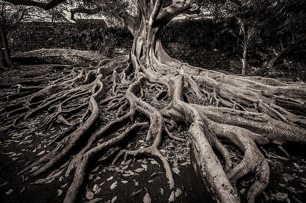巨大的根树何塞一方面植物花园蓬塔delgada为什么米格尔岛亚速尔葡萄牙