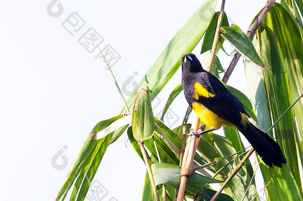 关闭黑色的带头巾的黄鹂栖息前竹子植物科斯塔黎加