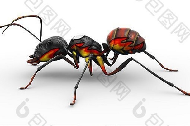 蚂蚁火焰画身体使像熟悉火蚂蚁