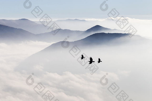 轮廓山雾鸟飞行