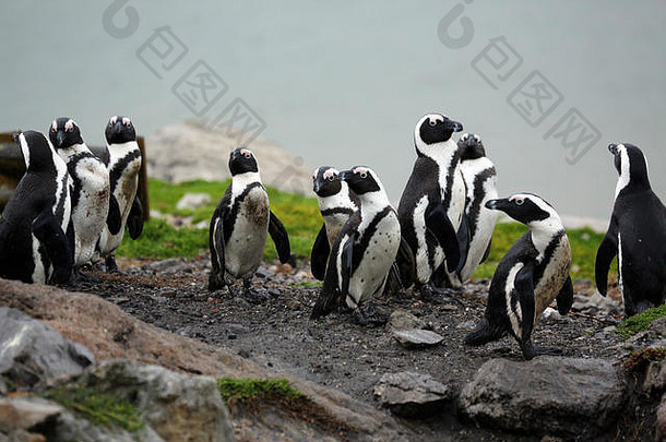 非洲企鹅愚蠢的人企鹅spheniscus德梅勒斯企鹅殖民地多石的点好奇的游客
