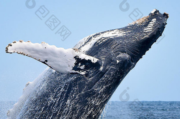 特写镜头违反座头鲸鲸鱼的头鳍状肢