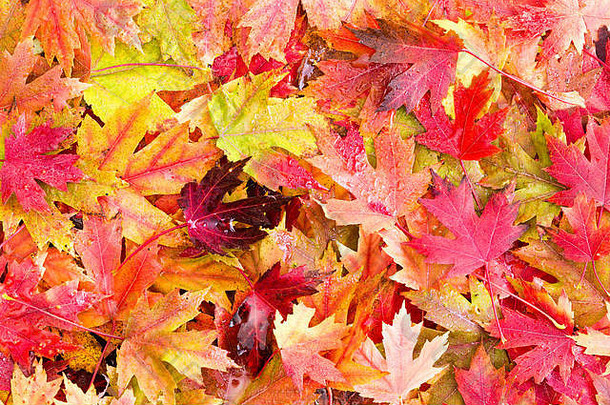 早....霜湿床上下降色彩斑斓的秋天叶子下降广泛的叶的树