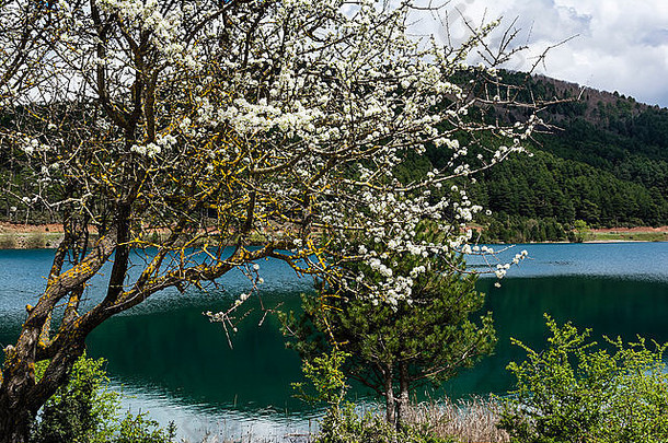 蓝色的湖白色花景观