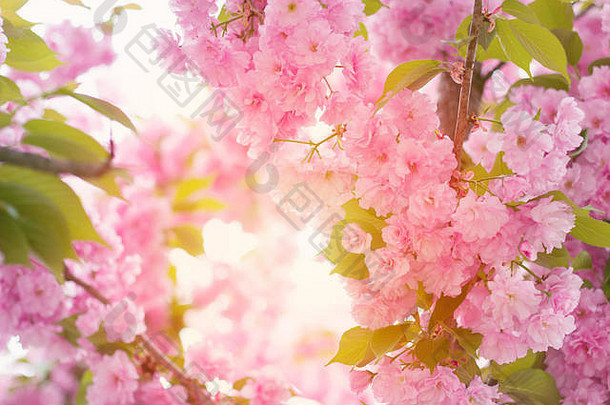 樱桃粉红色的花朵关闭盛开的粉红色的樱桃树阳光未来布兰斯春天花背景