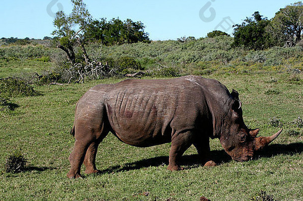 白色犀牛钇模拟非洲萨凡纳