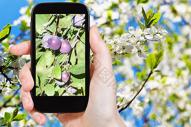 花园概念农民照片图片成熟的李子分支白色开花树背景智能手机