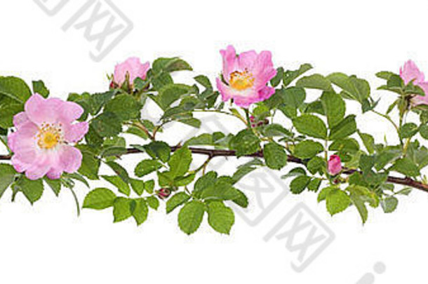 分支布瑞尔·罗玫瑰发达粉红色的花