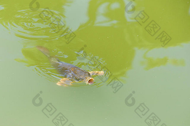 锦 鲤具体地说nishikigoi彩色的品种黑龙江鲤鱼装饰目的户外锦 鲤池塘黑暗的过度生长