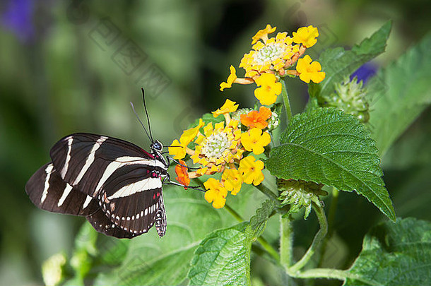 南美国(斑马龙翼]蝴蝶喂养花花粉