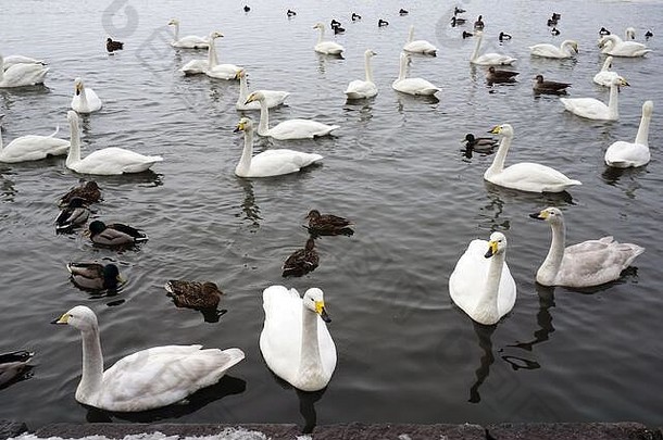 池塘池塘狂欢的人天鹅天鹅座天鹅座雷克雅维克资本最大城市冰岛岛欧洲