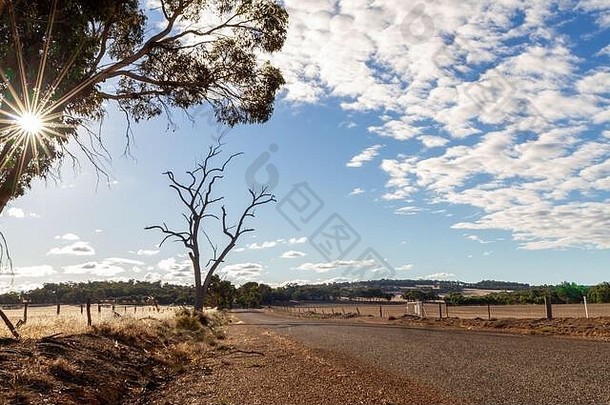阳光闪闪发光的树农村澳大利亚场景