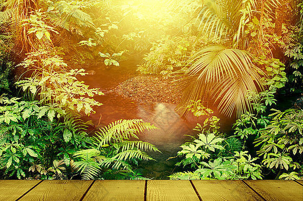 阳光热带丛林森林