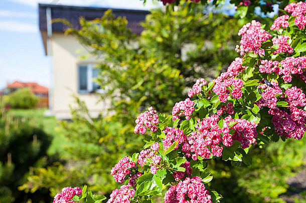 自然特写镜头分支美女bloosoming粉红色的花山楂树春天