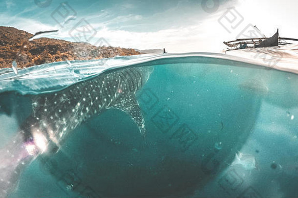 鲸鱼鲨鱼看风景优美的海岸oslob宿务岛菲律宾