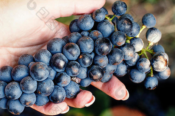 手持有新鲜的群葡萄葡萄收获葡萄园