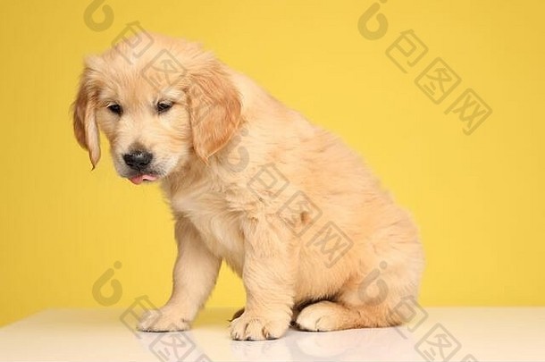 可爱的拉布拉多寻回犬小狗坚持舌头坐着黄色的背景