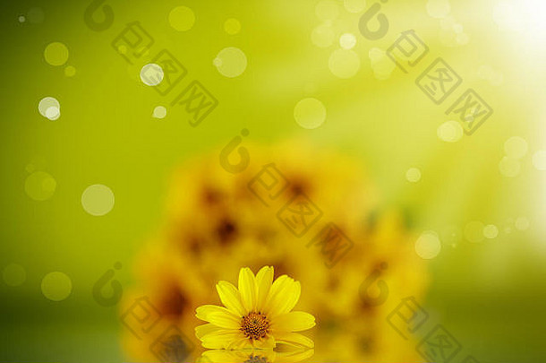 夏天花束黄色的雏菊绿色背景