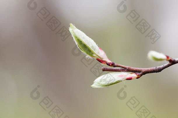 生活概念春天背景巴德胚胎拍摄新鲜的羊毛的叶子宏视图黑暗红色的分支灰色的摘要背景宏浅深度场