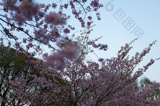 色彩斑斓的樱花樱桃开花公园里加东部欧洲资本城市拉脱维亚粉红色的品红色的颜色日落