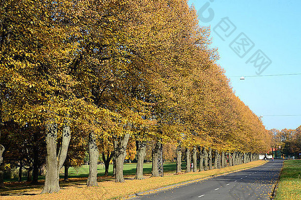 城市自然秋天树路里加胜利公园