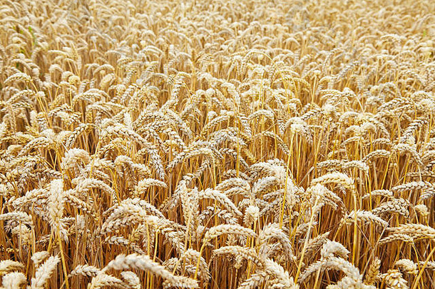 小麦场耳朵金小麦关闭美丽的景观农村风景早期早....背景成熟的耳朵小麦场丰富的哈里