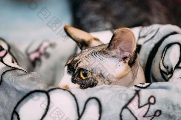 海瑞斯sphynx猫小猫舒适地包装毯子猫缺乏外套皮毛