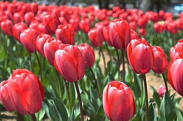 郁金香花园日本红色的花