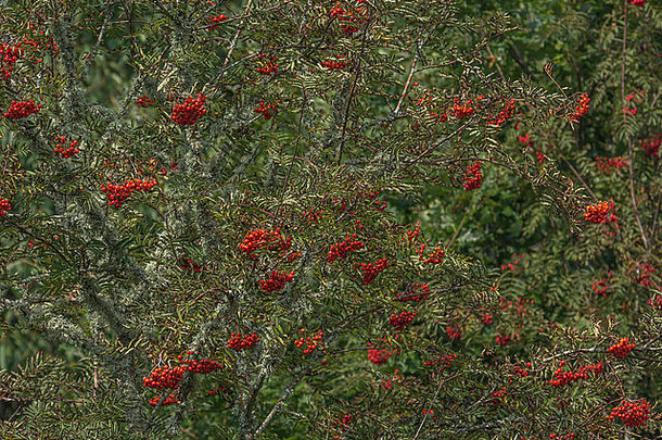 聚集浆果罗文山灰花楸属山楂秋天浆果概念红色的浆果