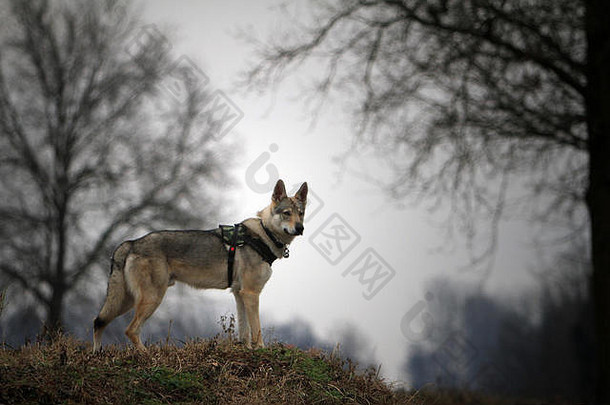 肖像捷克斯洛伐克的狼