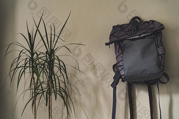 紫色的学校背包挂墙孤立的对象白色背景绿色植物古董电影编辑
