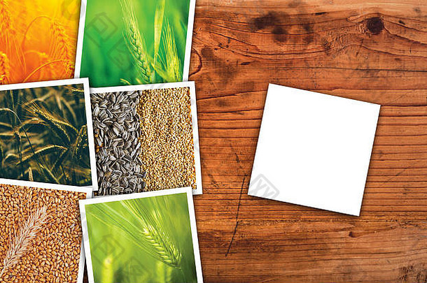 小麦农业农业照片拼贴画集合照片描绘增长收获麦片植物